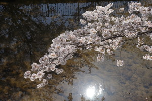 稲城市三沢川