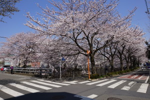 稲城市三沢川