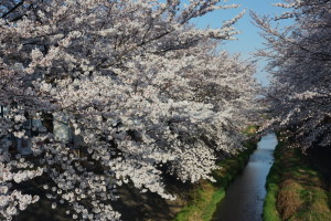 稲城市三沢川