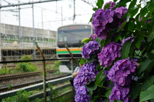 飛鳥山公園