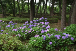 郷土の森