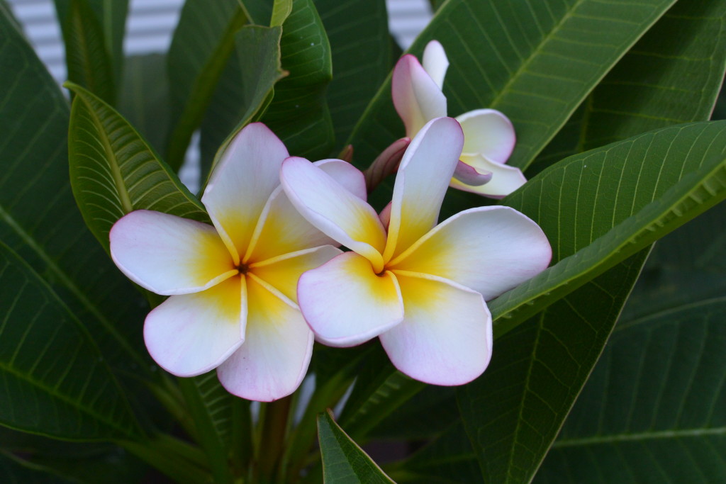 プルメリア開花