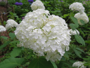 郷土の森