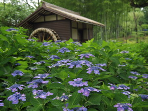 郷土の森