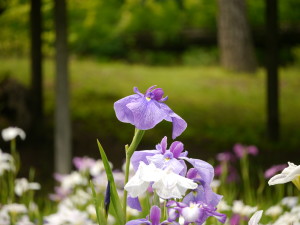 小石川後楽園