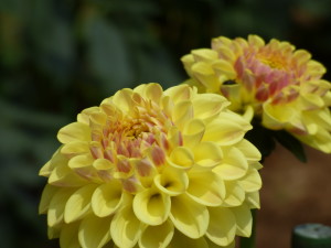 神代植物公園