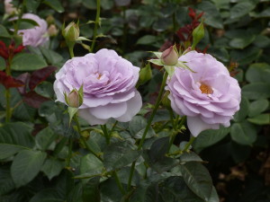 神代植物公園