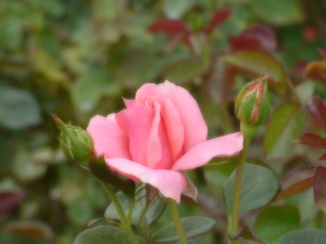神代植物公園