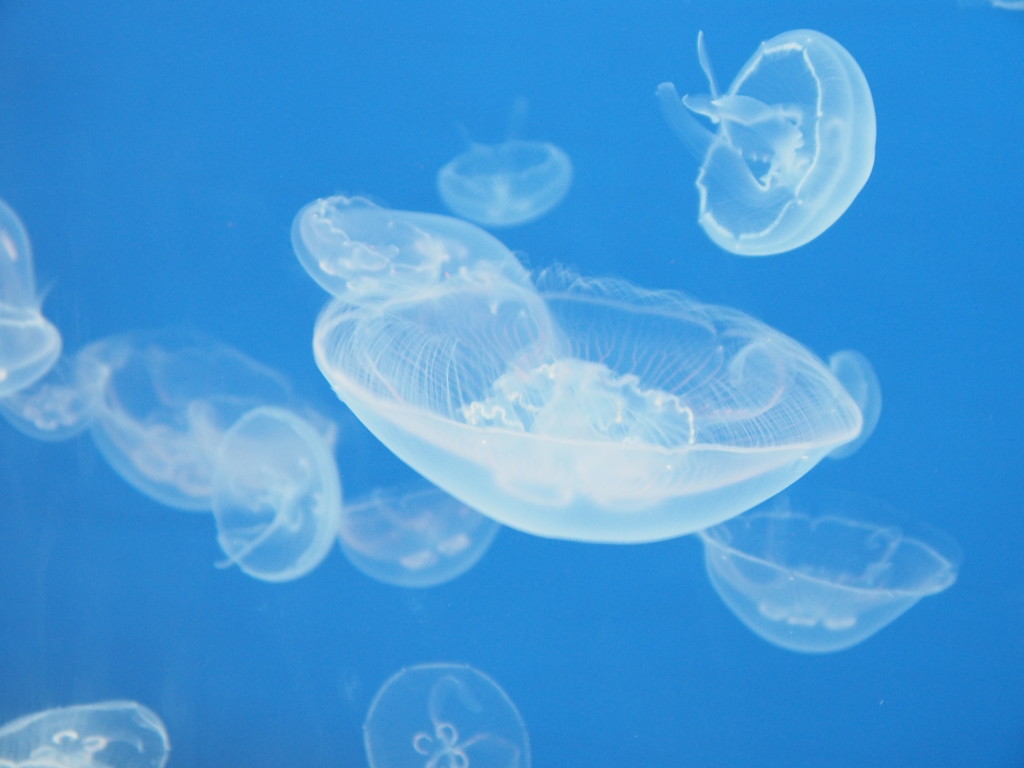 仙台うみのもり水族館