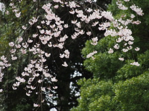 六義園
