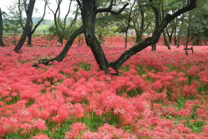 巾着田
