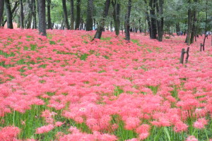 巾着田