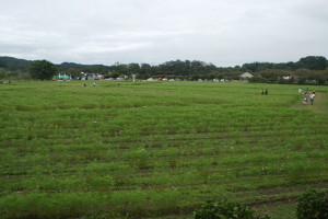 巾着田